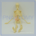 PNT-0107 45cm min esqueleto modelo anatómico médico modelo